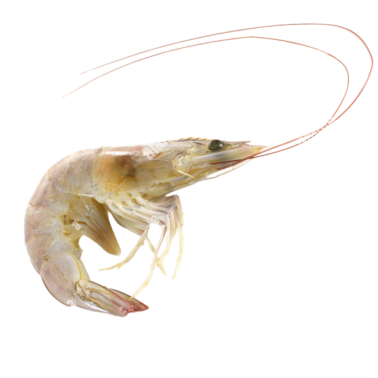 Indian White Shrimp